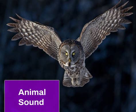 Owl Hooting Sound Effect Free MP3 Download | Mingo Sounds