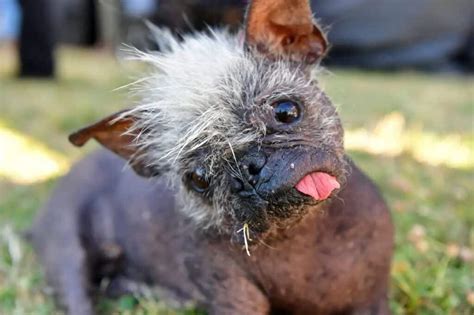 17-Year-Old Chinese Crested Named As "World's Ugliest Dog"