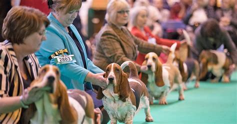 When is the Crufts Dog Show 2018? | Metro News