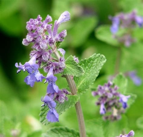 Catnip (Nepeta spec) © Evelyn Simak cc-by-sa/2.0 :: Geograph Britain and Ireland