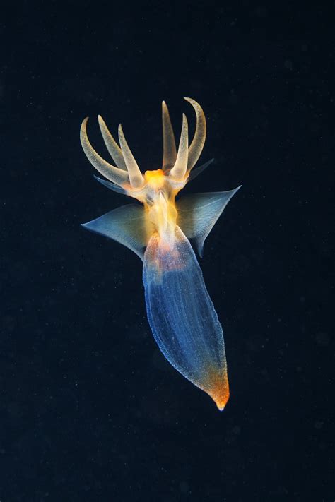 Arctic Biologist Shares Astonishing Sea Creatures With the World | WIRED