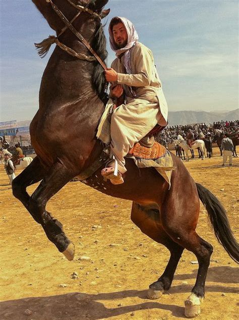 Buzkashi Rearing | Horses, Horse breeds, Quarter horse