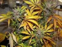 Info about the clone-only cannabis strain "Heavy Duty Haze" :: SeedFinder :: Strain Info
