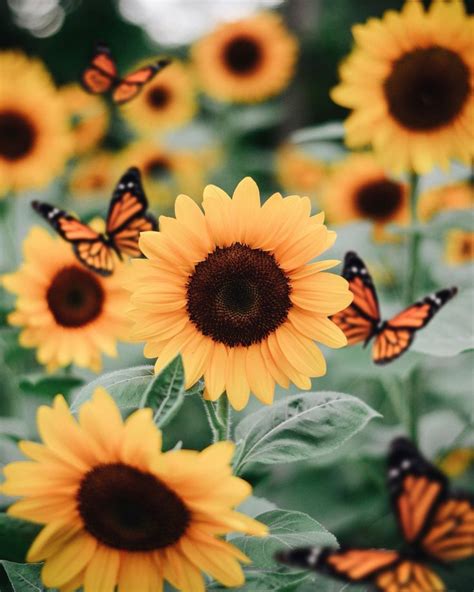 Sunflowers 🌻 on Twitter | Sunflower wallpaper, Sunflower pictures, Flower wallpaper