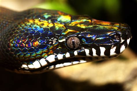 Meet the rainbow serpent: the white-lipped python