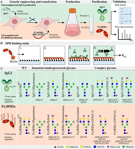 Frontiers | Role of N-Glycosylation in FcγRIIIa interaction with IgG