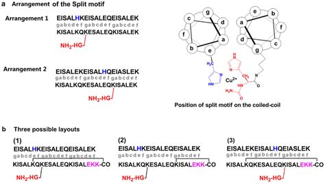 Detailed design of the peptide sequences. (a) Two viable arrangements... | Download Scientific ...