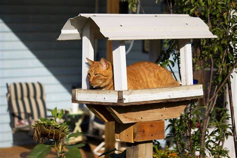 DIY Bird Feeder Squirrel Repellent | Dennis Church | Flickr