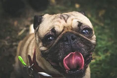 How To Keep Your Pug Healthy And Fit? | Ideal Weight + Care