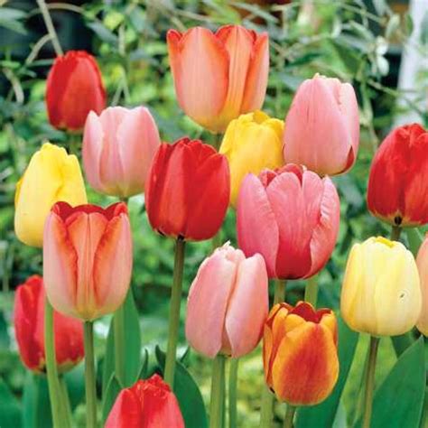 Long-Stemmed Perennial Tulip Mix | K. van Bourgondien