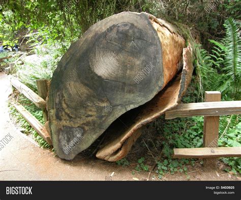 Giant Redwood Sequoia Image & Photo (Free Trial) | Bigstock