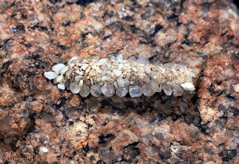 Bag moth larva photo WP07067