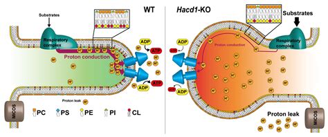 Matrix of mitochondria - nordicultra