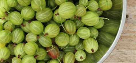 Growing Gooseberries from Planting to Harvest