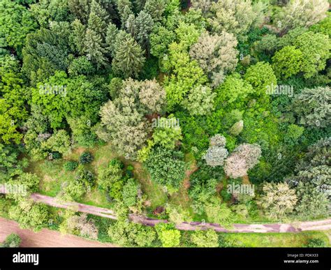 birds eye view of green forest trees. summer natural landscape ...