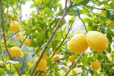 Citrus Trees – Guide To Gardening