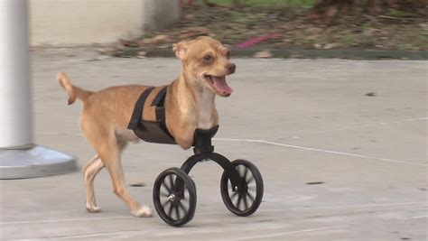 Scooter, the 2-Legged Puppy Becomes Internet Sensation Thanks to 3D Printed Cart - 3DPrint.com ...