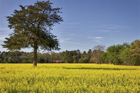 Field of Canola Flowers Photograph by Stuart Litoff