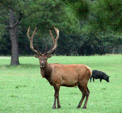 More pictures of elk bulls, red deer stags, and hybrid stags for 2002 hunts in Florida.