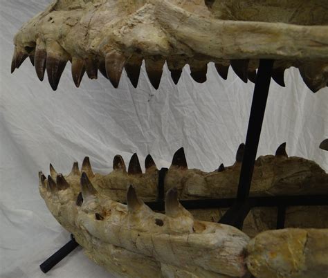 Prognathodon Skull 2 - Members Gallery - The Fossil Forum