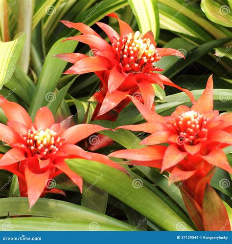 Red Bromeliads stock photo. Image of america, fasciata - 37129544