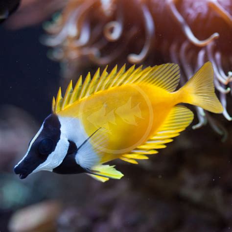 RABBITFISH - FOXFACE LO Siganus vulpinus - Aquatics Unlimited