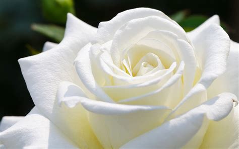 Beautiful White Rose Wallpapers - Wallpaper Cave