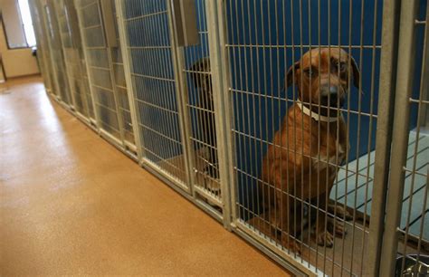 Gas Chamber Pet Euthanasia Orem, Utah - Utah Stories