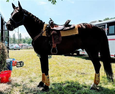 Caroline horse saves the day from rabid fox attack - The Ithaca Voice ...