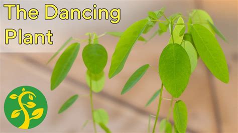 My Dancing plant germinated and reacting to the music | Plants, Dance, House plants