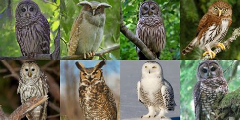 Owls of North America - The Owl Pages