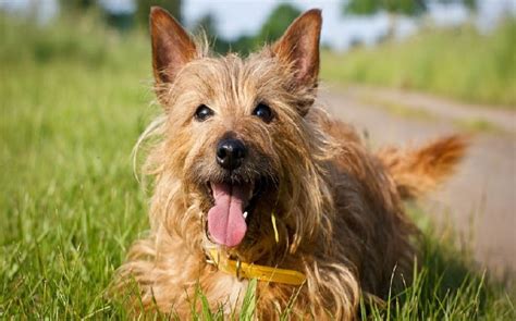 Methods to Train Australian Terrier Dog –Strategies and Techniques for Easy Training of Pets