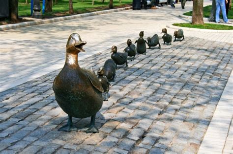 Ducks In A Row In Novodvichy Park Free Stock Photo - Public Domain Pictures