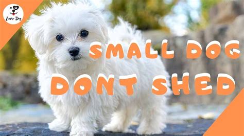 Best 10 Small Dogs That Don't Shed | Small dogs, Dog shedding, Dog breeds that dont shed