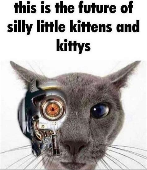 This Is the Future of Silly Little Kittens and Kittys | Silly Cats ...