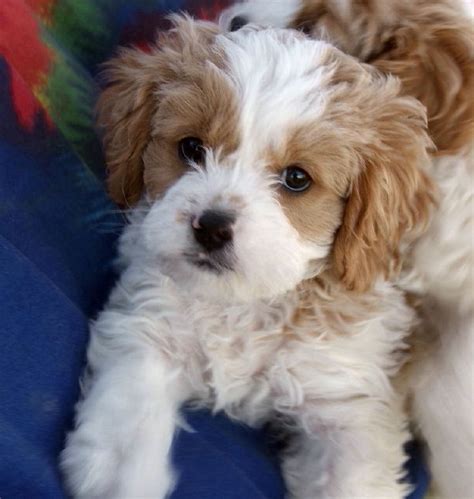 Cavapoo (Cavalier King Charles Spaniel-Poodle mix) puppy | puppy | Pinterest | Poodle mix ...