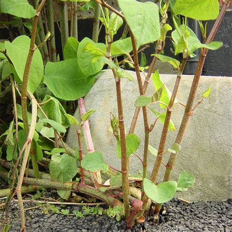 Japanese Knotweed - Image to u