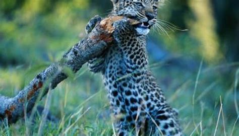 Leopard Cub Facts | Animals - mom.me