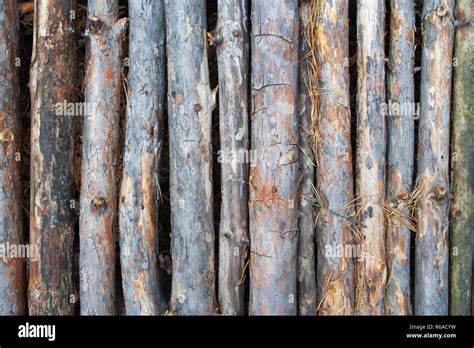 Pine stick texture. Wooden background of pines for design Stock Photo - Alamy