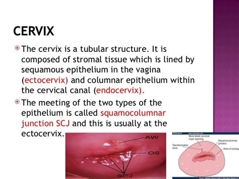 Layers Of Cervix