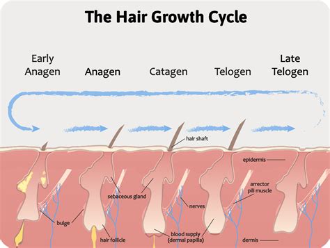 How hair grows and why Laser is not permanent | Peach Clinics