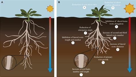 Frontiers | Root Growth Adaptation to Climate Change in Crops