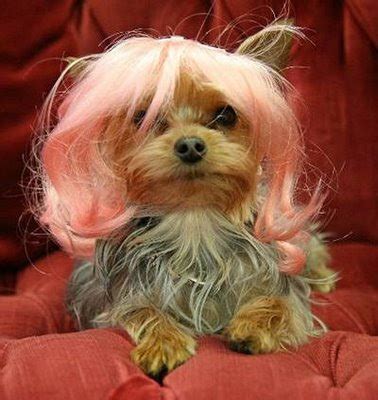 Miniature Yorkshire Terrier: Yorkie Costumes for Halloween