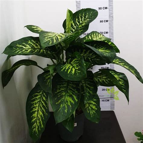 Dieffenbachia tropic snow – Mashtal Alhadaf