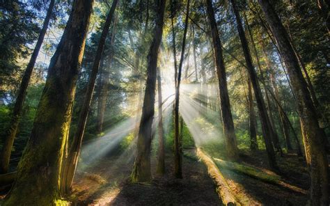 nature, Landscape, Mist, Sunrise, Forest, Morning, Sun Rays, Trees, India Wallpapers HD ...