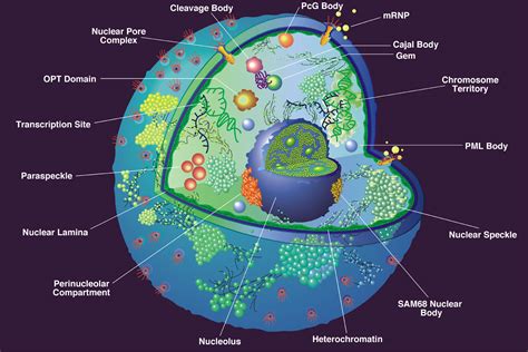 Diagram Of Nuclear Envelope