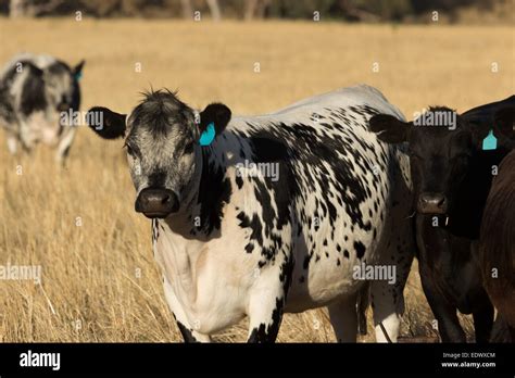 A photograph of a some Speckle Park cattle on a farm in central western NSW, Australia Stock ...