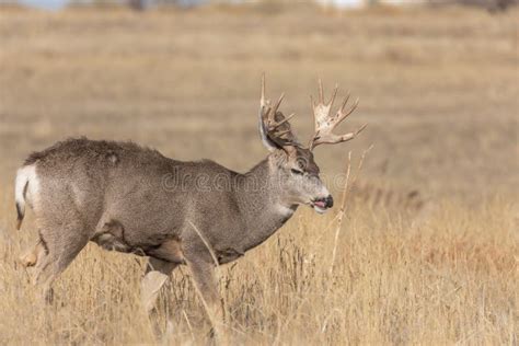 Mule Deer Buck in the Fall Rut Stock Image - Image of rutting, wild: 165217229