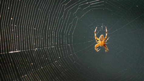 Arachnophobia: Causes And Treatment Options – Forbes Health