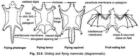 Flying Mammals and Adaptations | Vertebrates | Chordata | Zoology